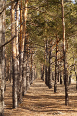 A forest clearing. Pine forest. The concept of environmental protection.