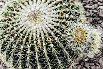 Extreme Closeup Of Cactus Plant For Design