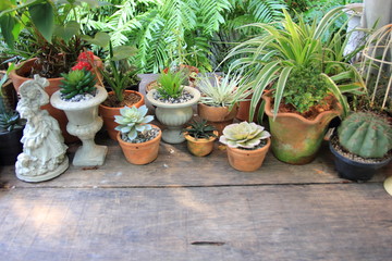 Fototapeta premium Cactus in small pots on a brown wooden table.Top view on wooden table background. 