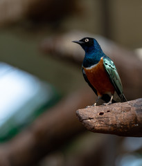 Deep Blue, Orange, and White PLumage on a Superb Starling on a Branch