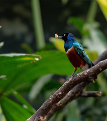 Deep Blue, Orange, and White PLumage on a Superb Starling on a Branch
