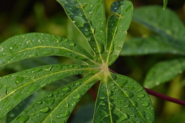 green leaf with water drops