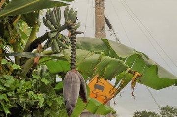 バナナと電柱と道路標識