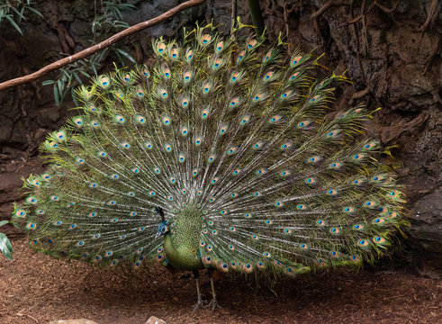 Rainbow Hued Plumage on a Pecock in Courtship Dance with Full Wing Display