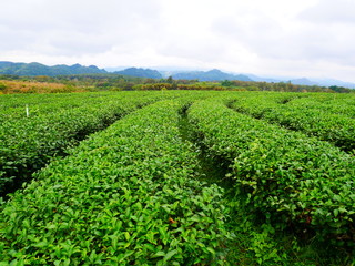 Fototapeta na wymiar field of green tea