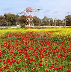 Red wild flowers blossom. Red anemone blooming on a green meadow on beautiful sunny day. Summertime...