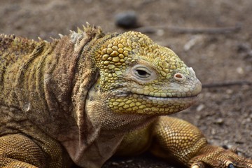 Yellow iguana in nature