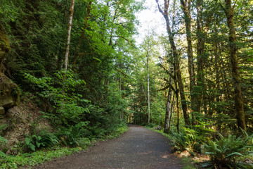 Obraz premium Hiking Path trough green Forest of in summer time.