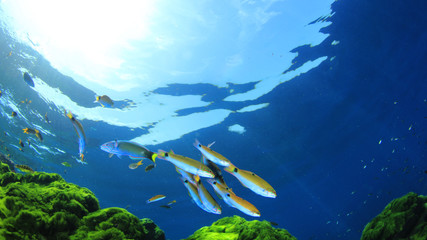 Fototapeta na wymiar Green Seaweed, blue water and fish 