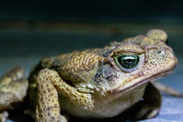 Macro of a green and brown frog isolated on black and gray background 