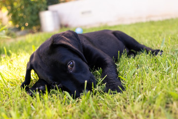 Black mixed cute breed labrador puppy sitting on grass