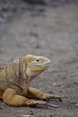 Yellow iguana in nature