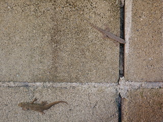 lizard on old wall