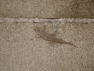 lizard on old stone wall