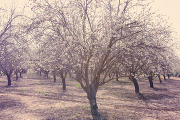 background of spring white cherry blossoms trees plantation. selective focus