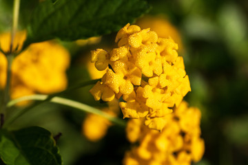 close up of a yellow flower with dew and dawn light