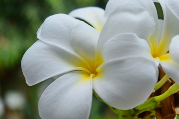 Obraz premium Plumeria and white leaves on the tree.
