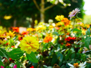 flowers in the garden