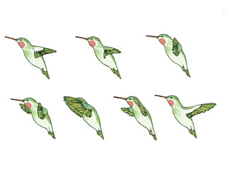 colibrí vuelo fases © Nectaryogini