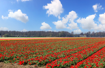 Fototapeta na wymiar Holland tulips field. Spring magic of blossom. Dutch flowers. Colorful flowering landscape. Netherlands, Lisse - Tulip-growing region