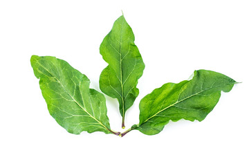 Fresh leek leaf closeup