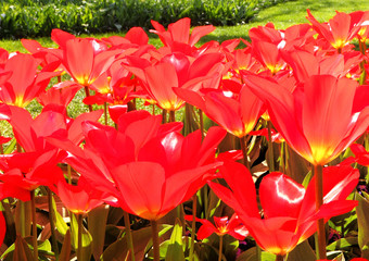 Spring Dutch tulips in Keukenhof park, Netherlands. World's largest flower gardens where visitors from all over the world enjoy magic flowers blossom