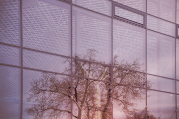 Reflection of a tree in the windows of a glass building. Glass wall. Purple texture