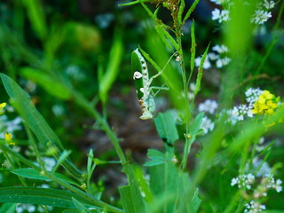 green plant and small insect nature background