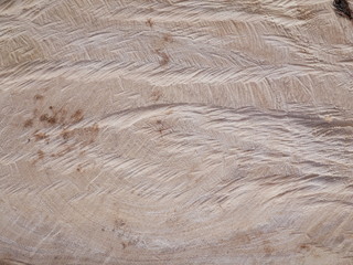 wood background,nature wood