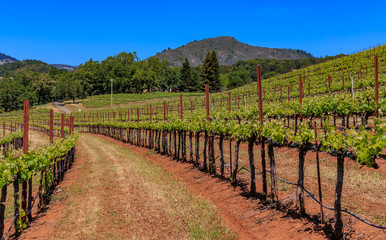 Fototapeta na wymiar Close up view of grape vines at a vineyard in the spring in Sonoma County, California, USA
