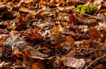 forest ground with leaves, moss and branches