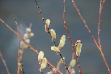 ネコヤナギ　Spring Bud	