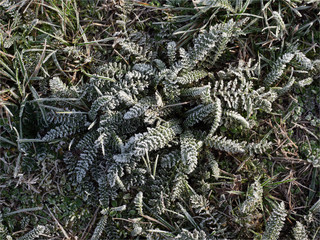 plantes givrées aux Mureaux dans les Yvelines en France