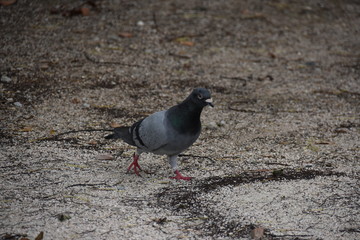 平和記念公園のハト１