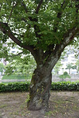 趣きのある木