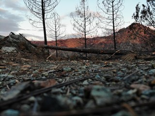 Drone before takeoff in fire damaged wood area, Northern California (camp fire)