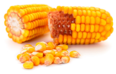 Ripe corn isolated.