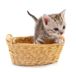 Kitty sitting in basket.