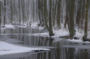 Zastygły las © Tomek Kiecana