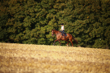 Horsewoman with horse galloping on a stubble field in summer photographed from the front from some...