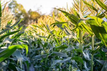 Green corn field in Thailand, outdoor day light, natural and agriculture concept