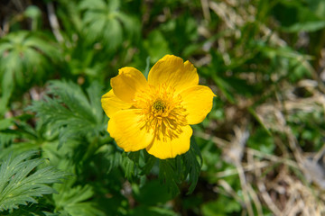 シナノキンバイ