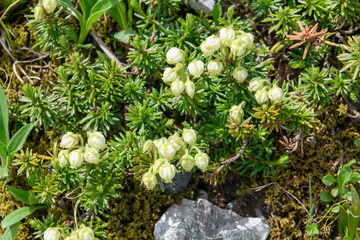 アオノツガザクラ