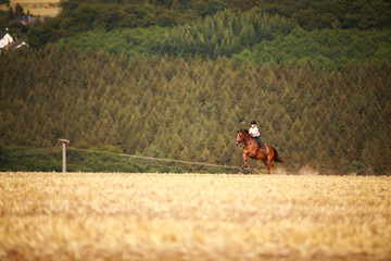 Horsewoman with horse galloping on a stubble field in summer photographed from the front from some distance..
