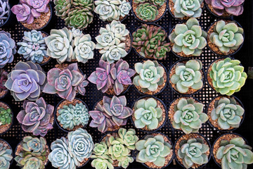 Beautiful Succulent Echeveria collections, Indoor plant decoration, Desert roses 