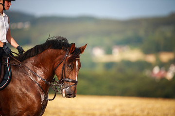 Horse with rider in close-up. Head portraits from the front, foamy, sweaty with front harness..