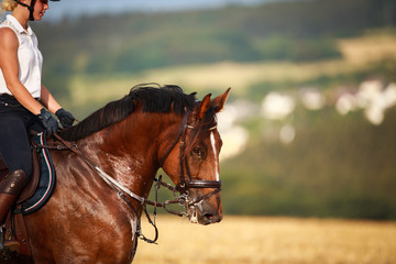 Horse with rider in close-up. Head portraits from the front, foamy, sweaty with front harness..