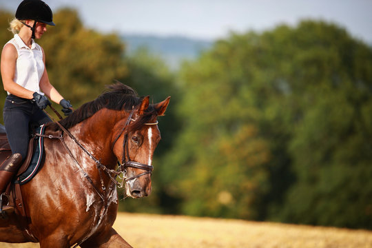 Horse With Rider In Close-up. Head Portraits From The Front, Foamy, Sweaty With Front Harness..