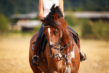 Horse with rider in close-up. Head portraits from the front, foamy, sweaty with front harness..