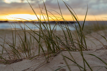 beach grass at sunrise